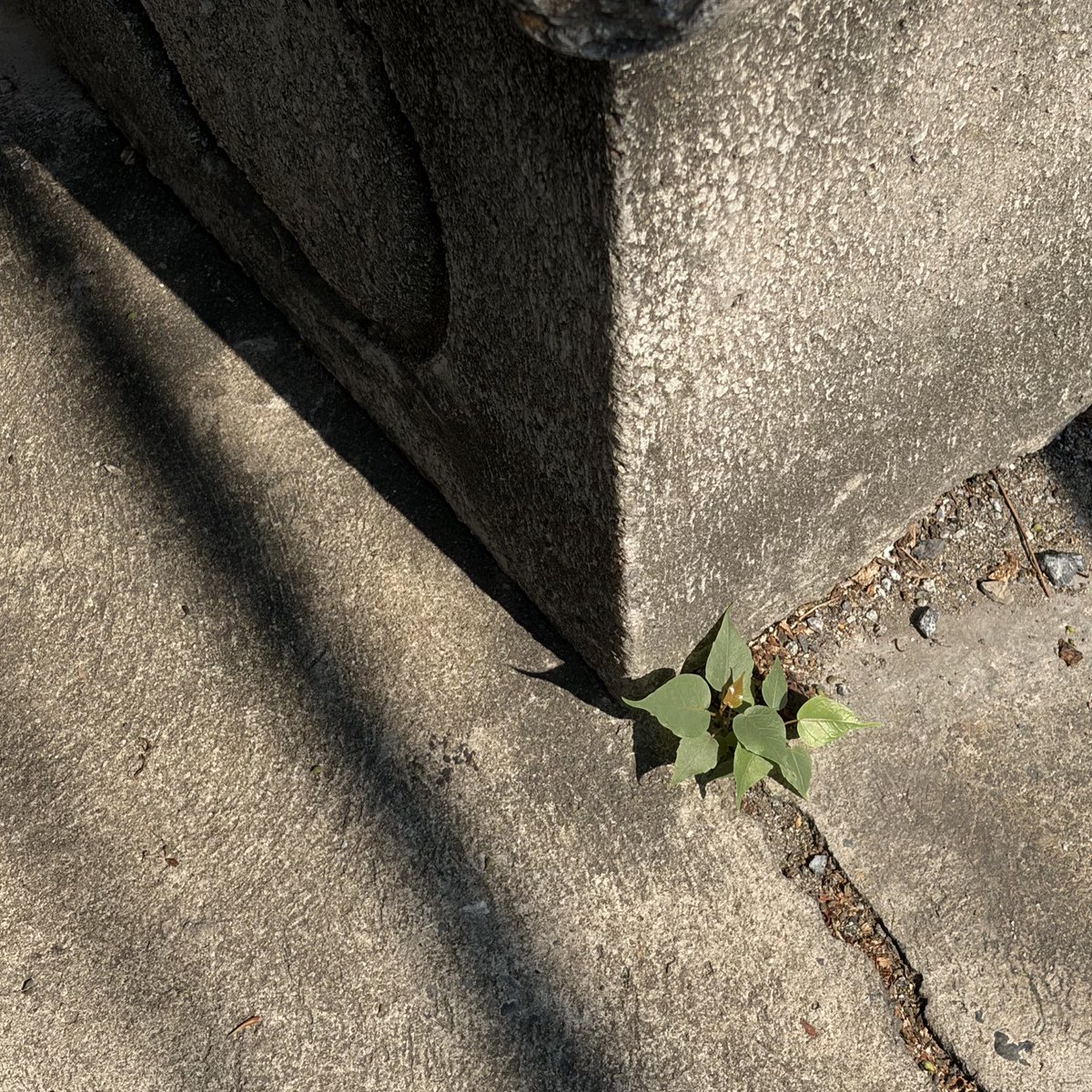 walk wander tweet media