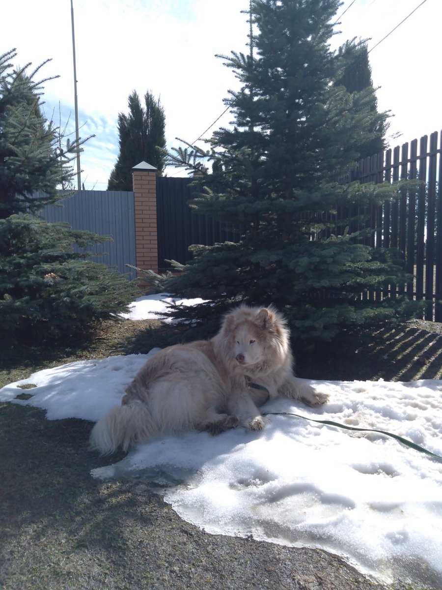 Инферно Мотограф tweet media