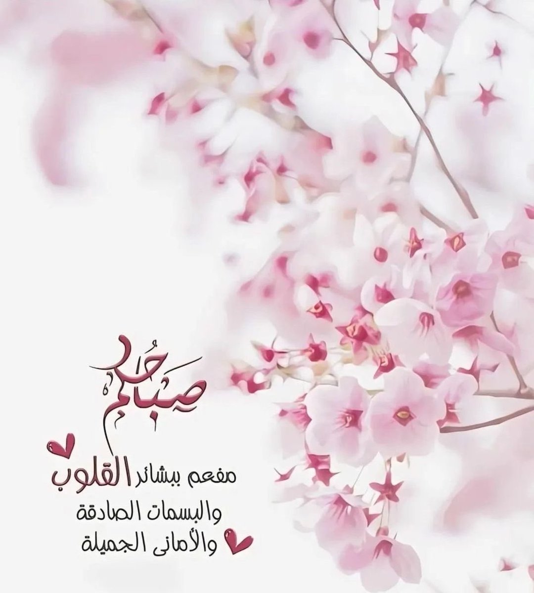 Tiger🐅 tweet media