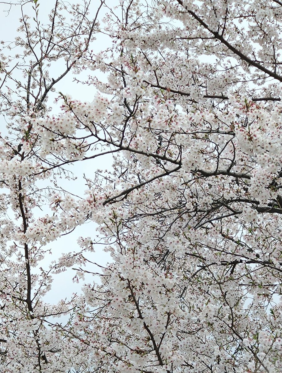 usayama猫吉 tweet media