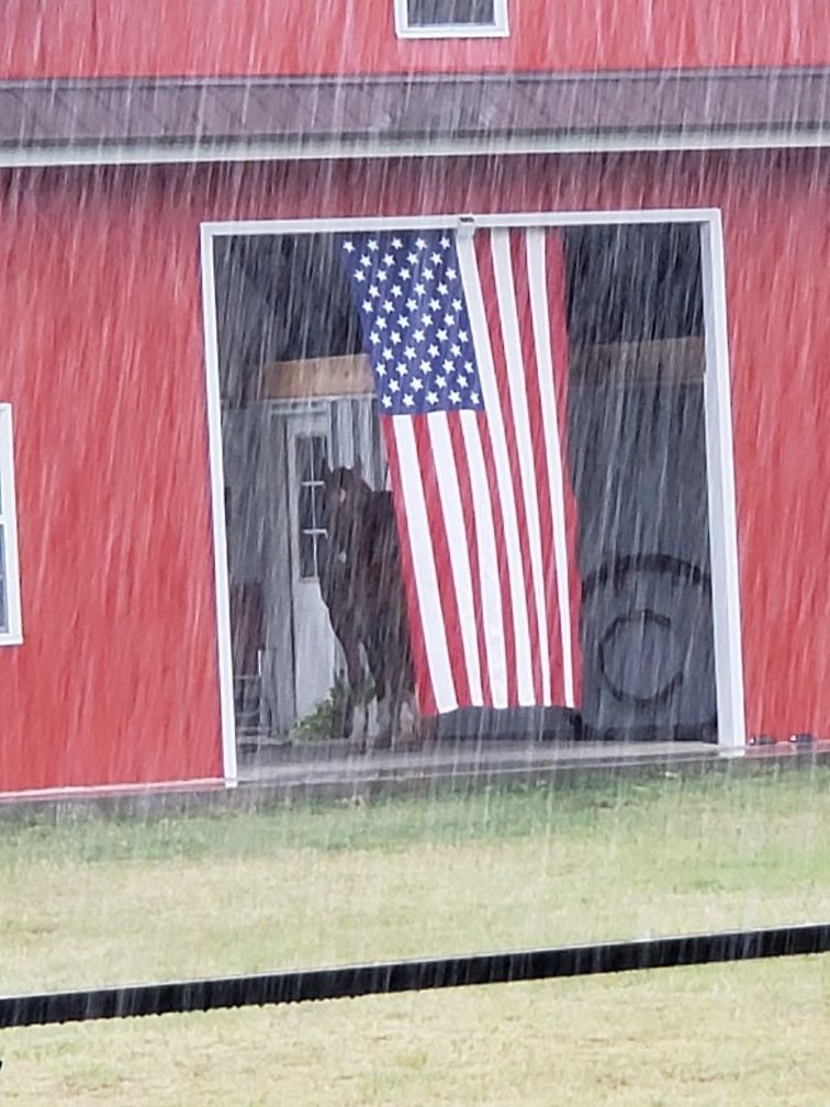 MythoAmerica 🌲 tweet media