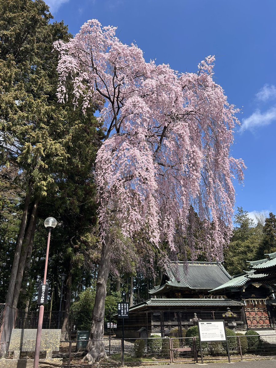 k__w0_'s tweet photo. 仙台東照宮の桜 https://t.co/hyxOhgMSE8