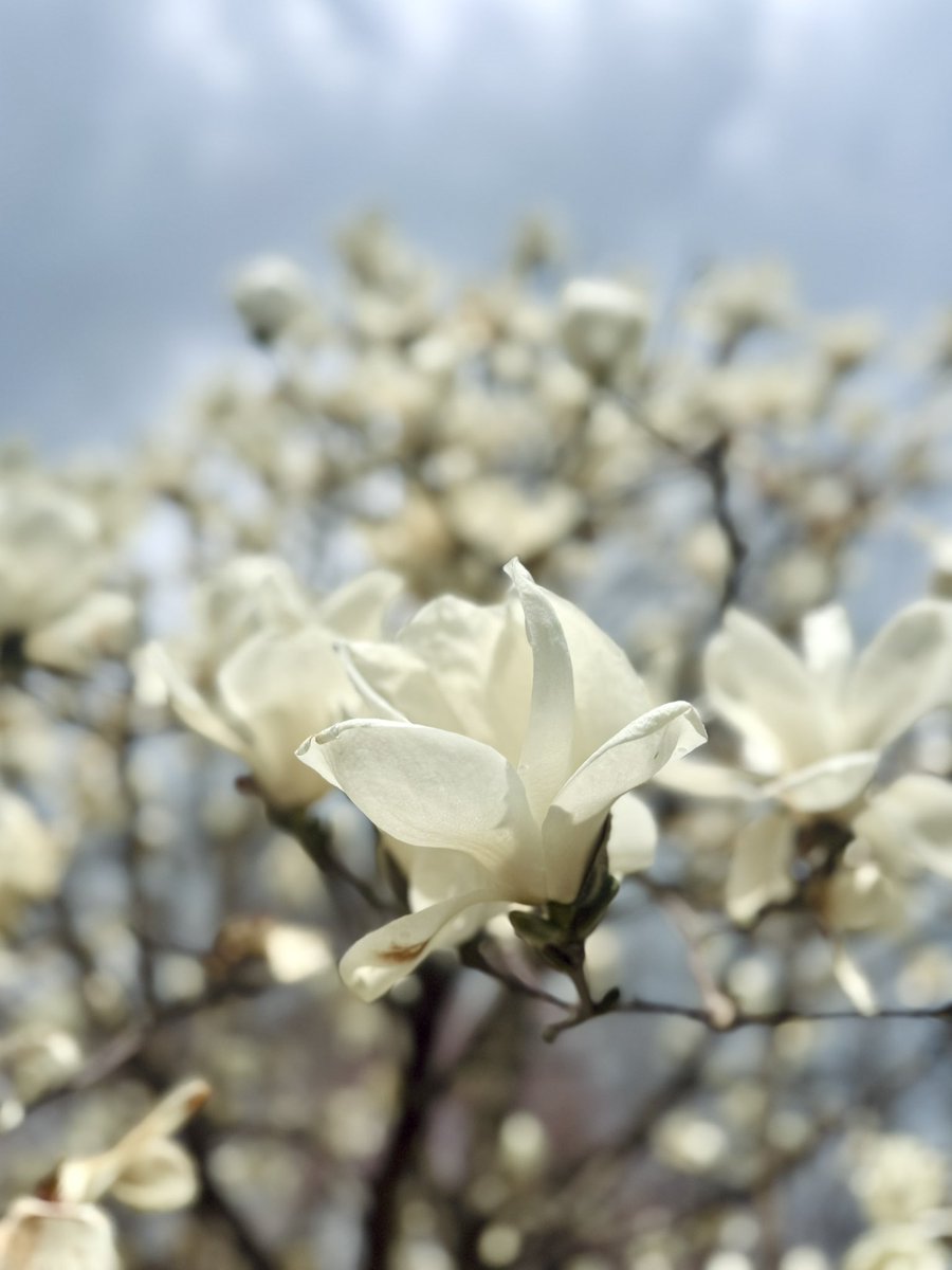 白木蓮は満開。桜も咲き始めた。白木蓮は一本。ソメイヨシノは六本