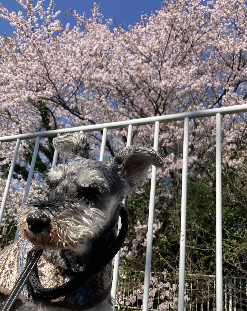 0204Den's tweet photo. この季節は色んな場所、色んなワンコさんの桜ショットがあって楽しいです🌸
今日はこちらも良い天気、川沿いにある桜の大木も満開でした☺️
#犬　#ミニチュアシュナウザー　#犬好きさんとつながりたい　#桜 https://t.co/qlQ8g2SYYV