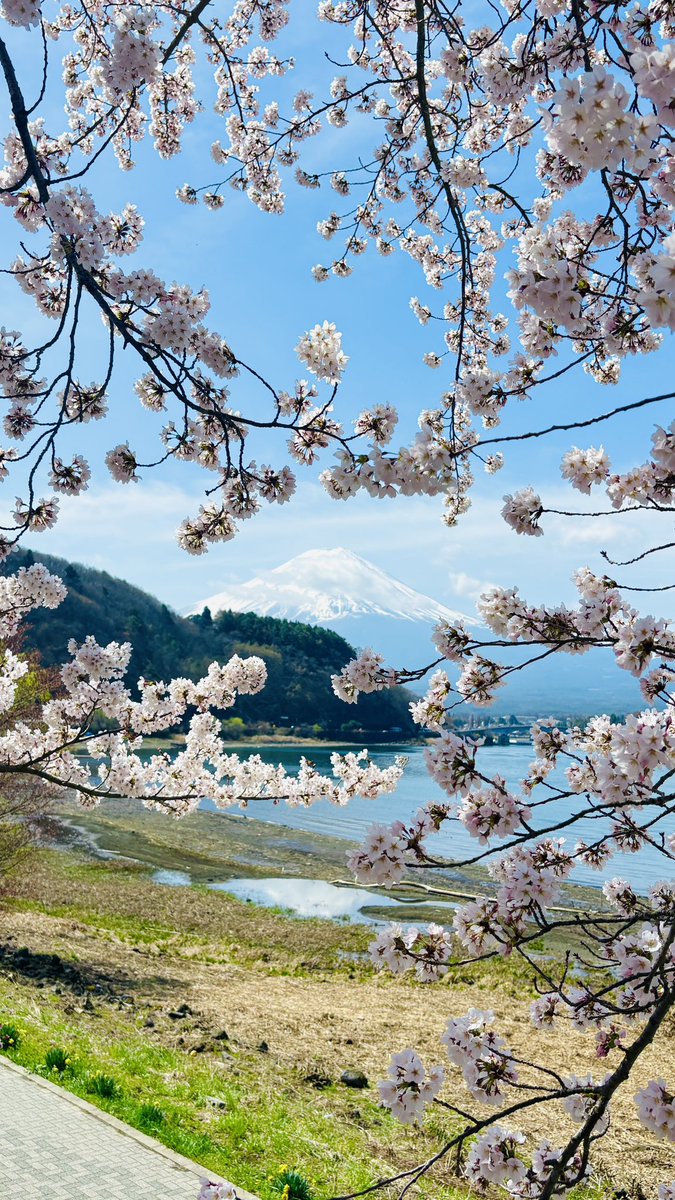 でざキャン△【Design×Camp】🗻富士山が見えるグランピング tweet media