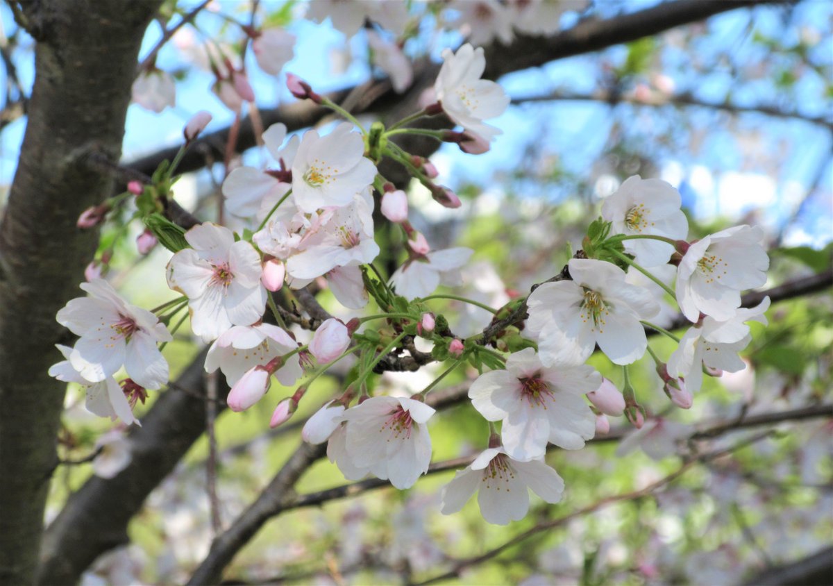 bunkyo_lib's tweet photo. 【共通】

本日は都内にて全学の入学式🌷
新入生の皆様、おめでとうございます。
よく学びよく遊び､大学生活を楽しんでくださいね!

越谷キャンパス前の名物:元荒川土手の桜(4月3日撮影)
荒天続きでしたが入学式に間に合いました🎉
散り始めですがまだ楽しめますよ💮🌸

#文教大学　#春から文教大学 https://t.co/x341xFCHzO