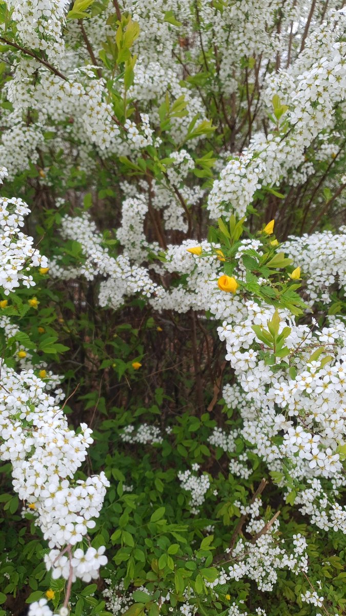 쳇바퀴 탈탈탈 tweet media