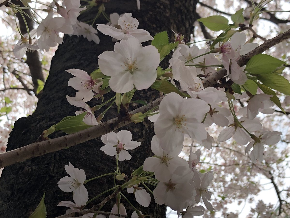 UG@カマガッパ tweet media