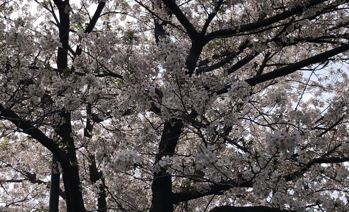 UG@カマガッパ tweet media