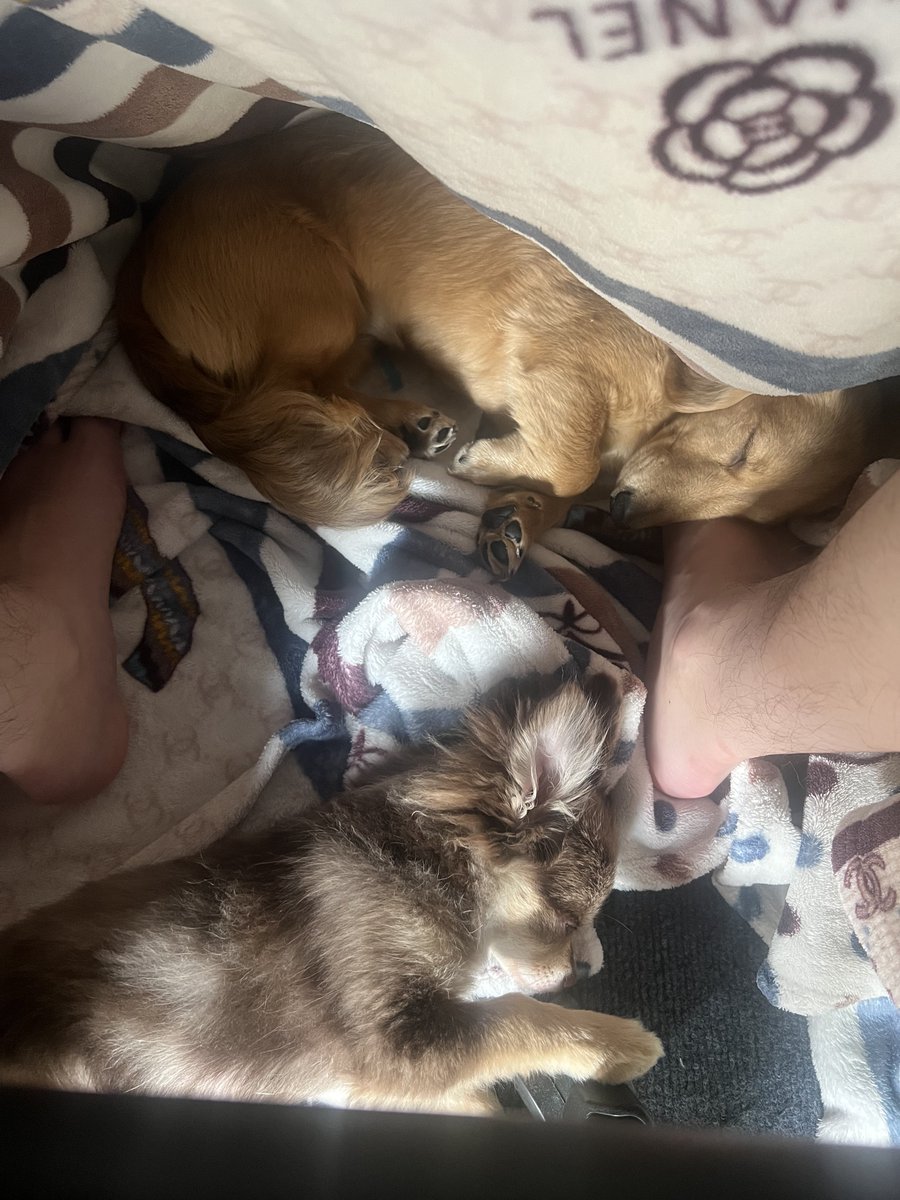 むぎむぎざうるす tweet media