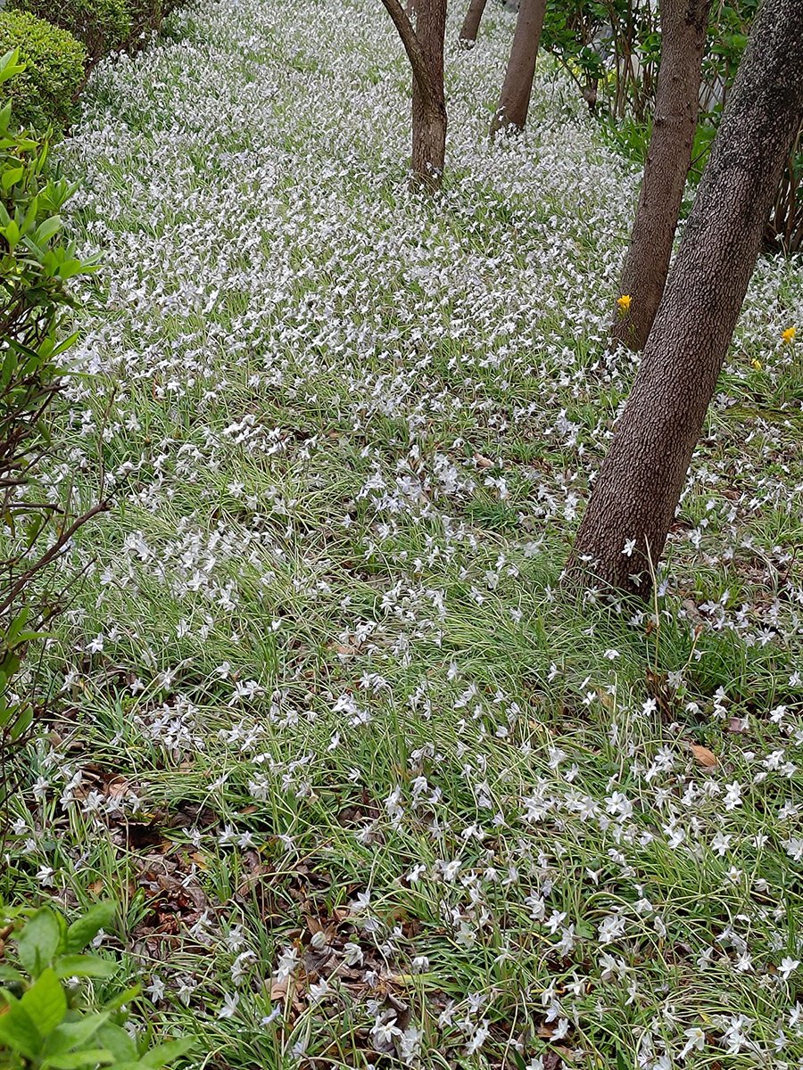 おおかみ tweet media