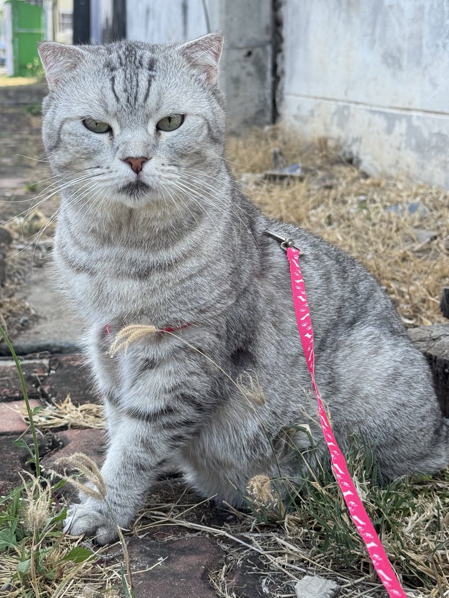 ʚ🍒 𝐦𝐚𝐩𝐞𝐚𝐜𝐡 tweet media