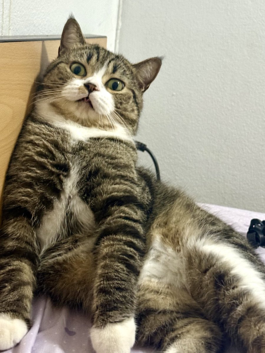 ʚ🍒 𝐦𝐚𝐩𝐞𝐚𝐜𝐡 tweet media