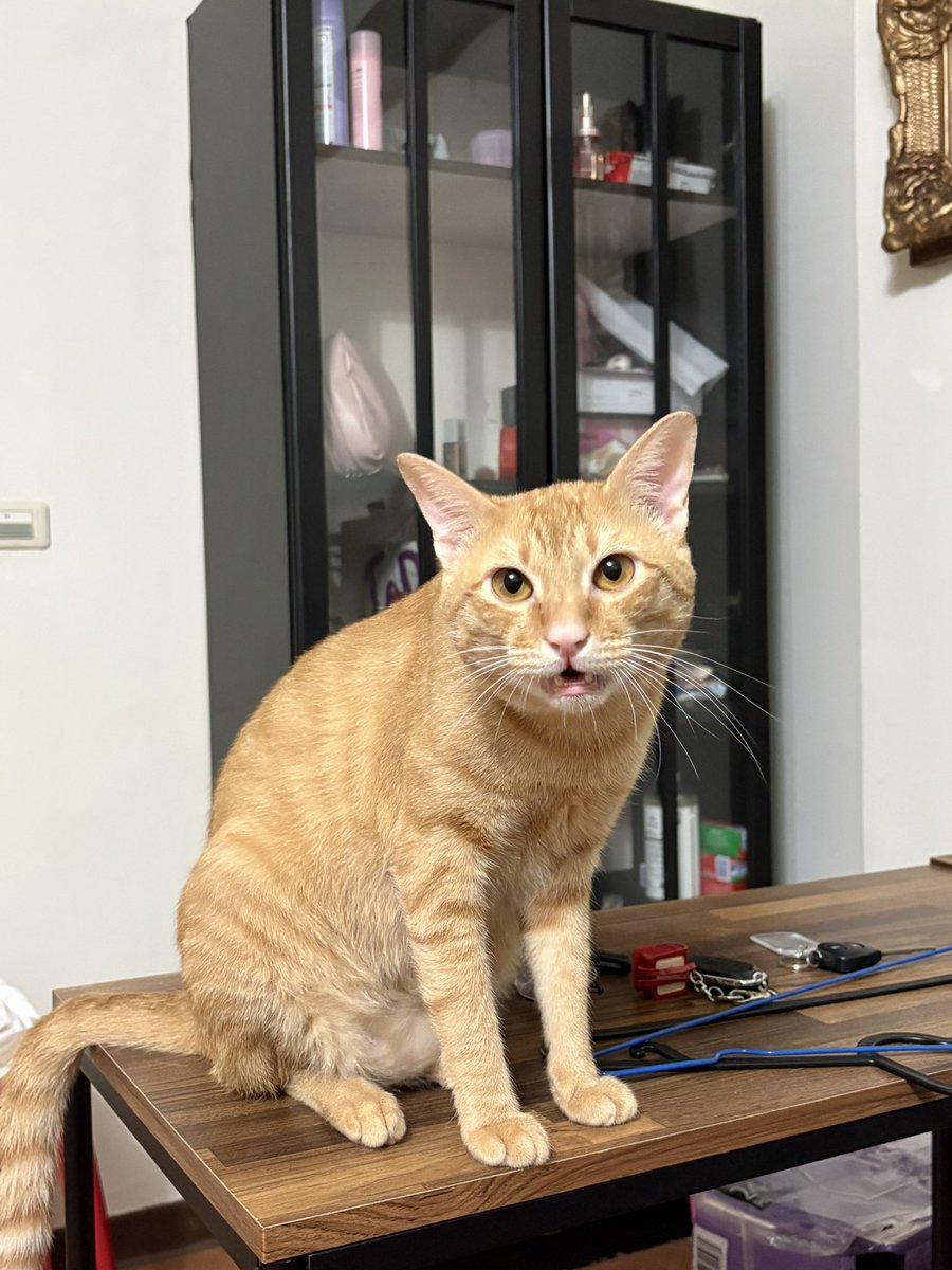 芙蕾-Fu Lei tweet media