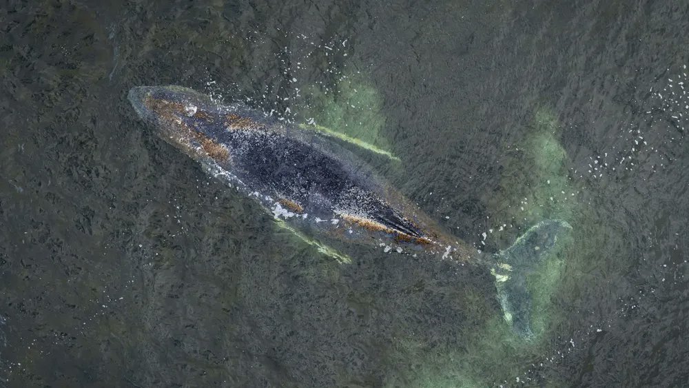 NOS Mirror tweet media