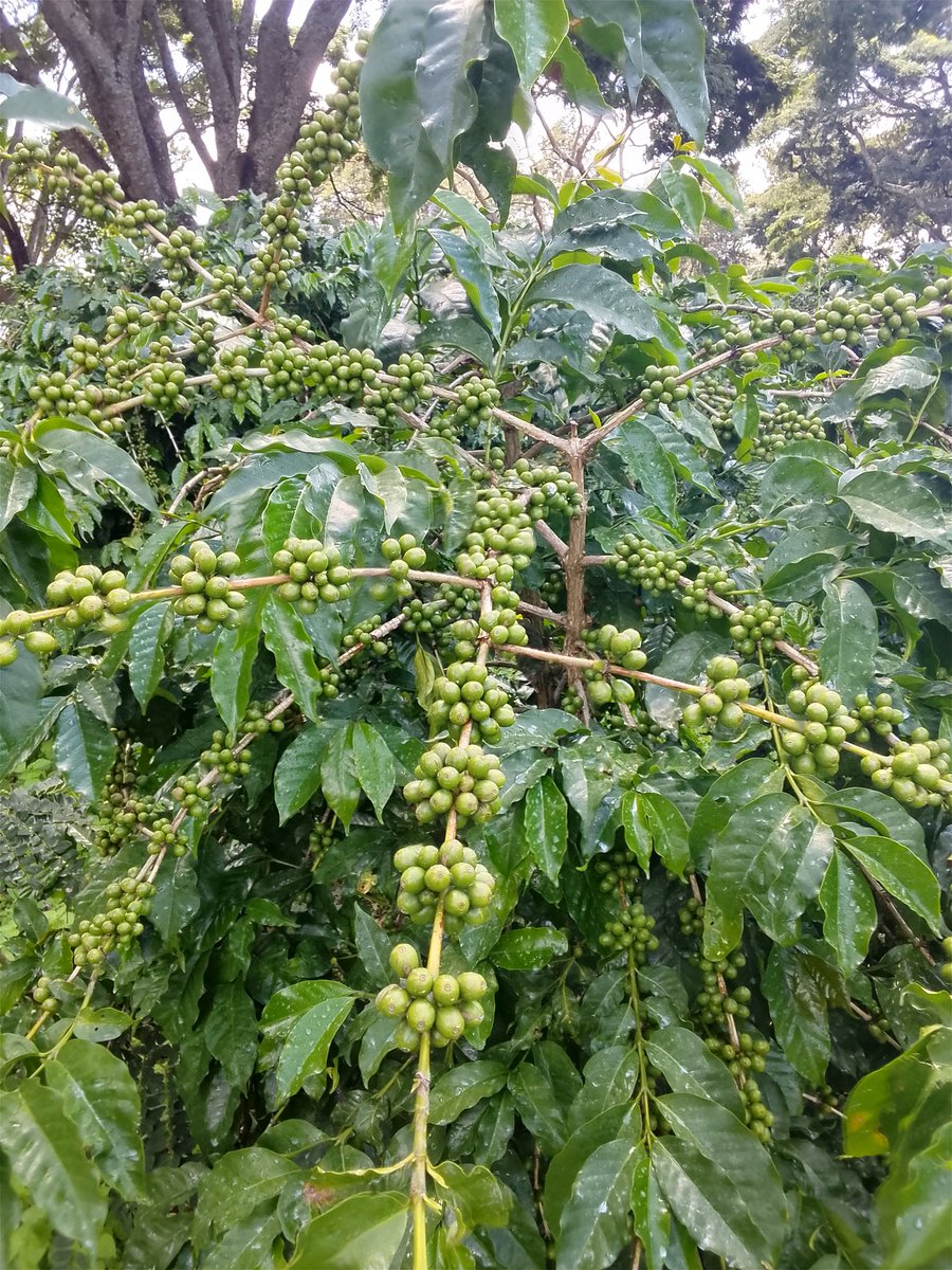 Admire Chamisa tweet media