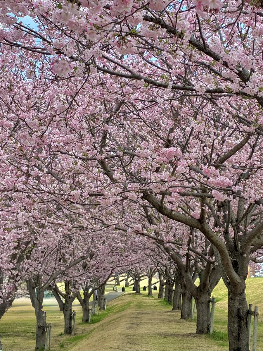 なっちゃん🐺 tweet media