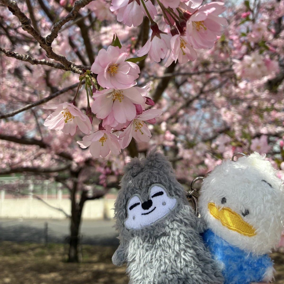 なっちゃん🐺 tweet media