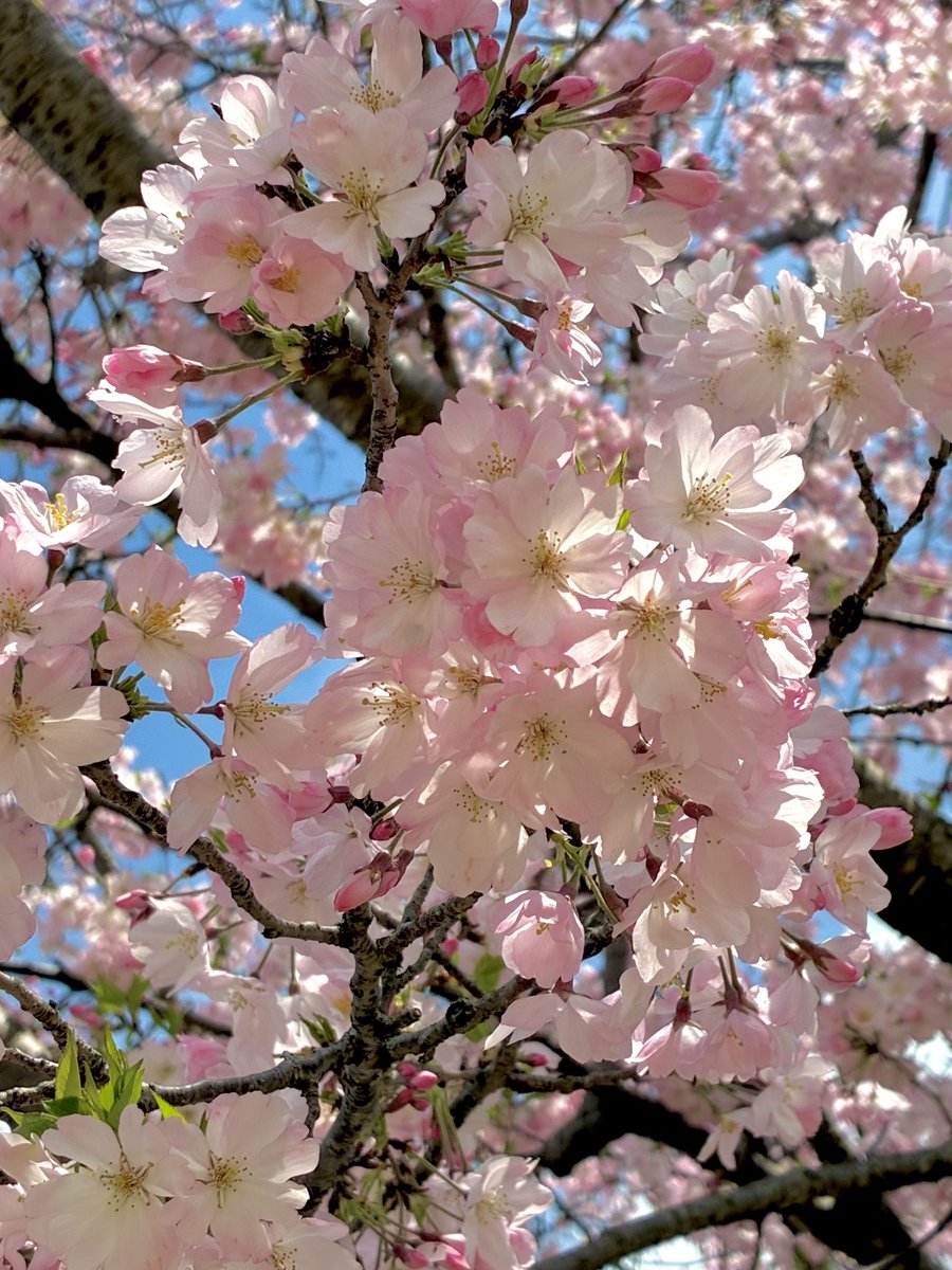 なっちゃん🐺 tweet media