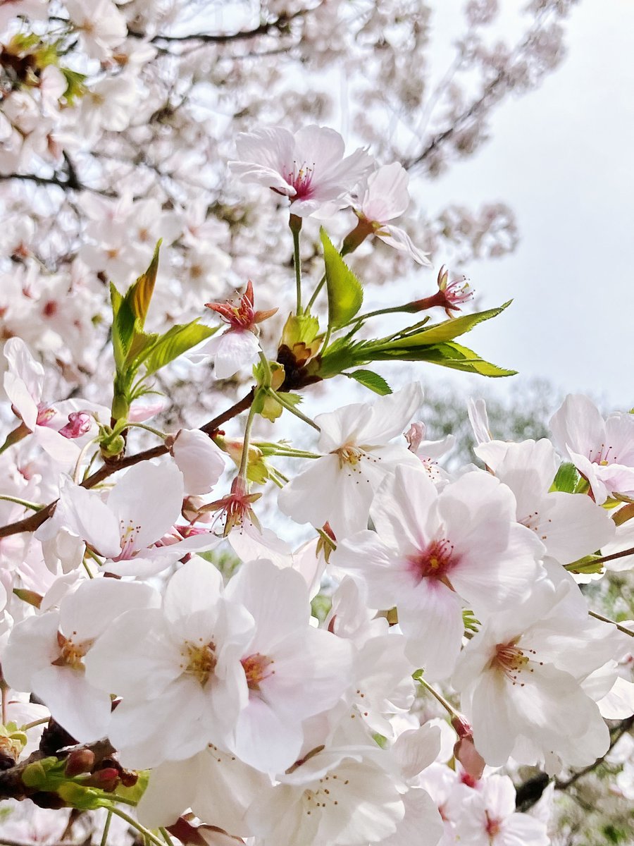 💯(  ᷇࿀ ᷆ ) tweet media