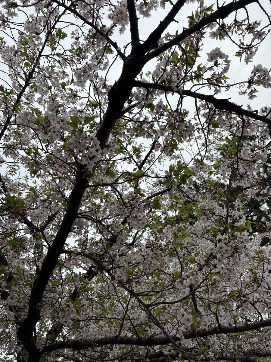 げんぼくしいたけ🍄 tweet media