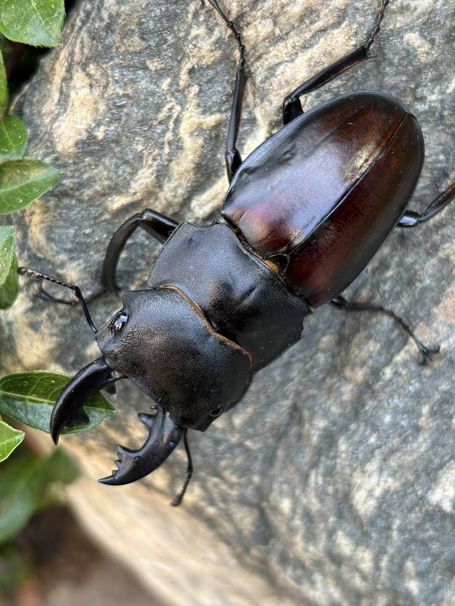 奇虫飼育者 tweet media