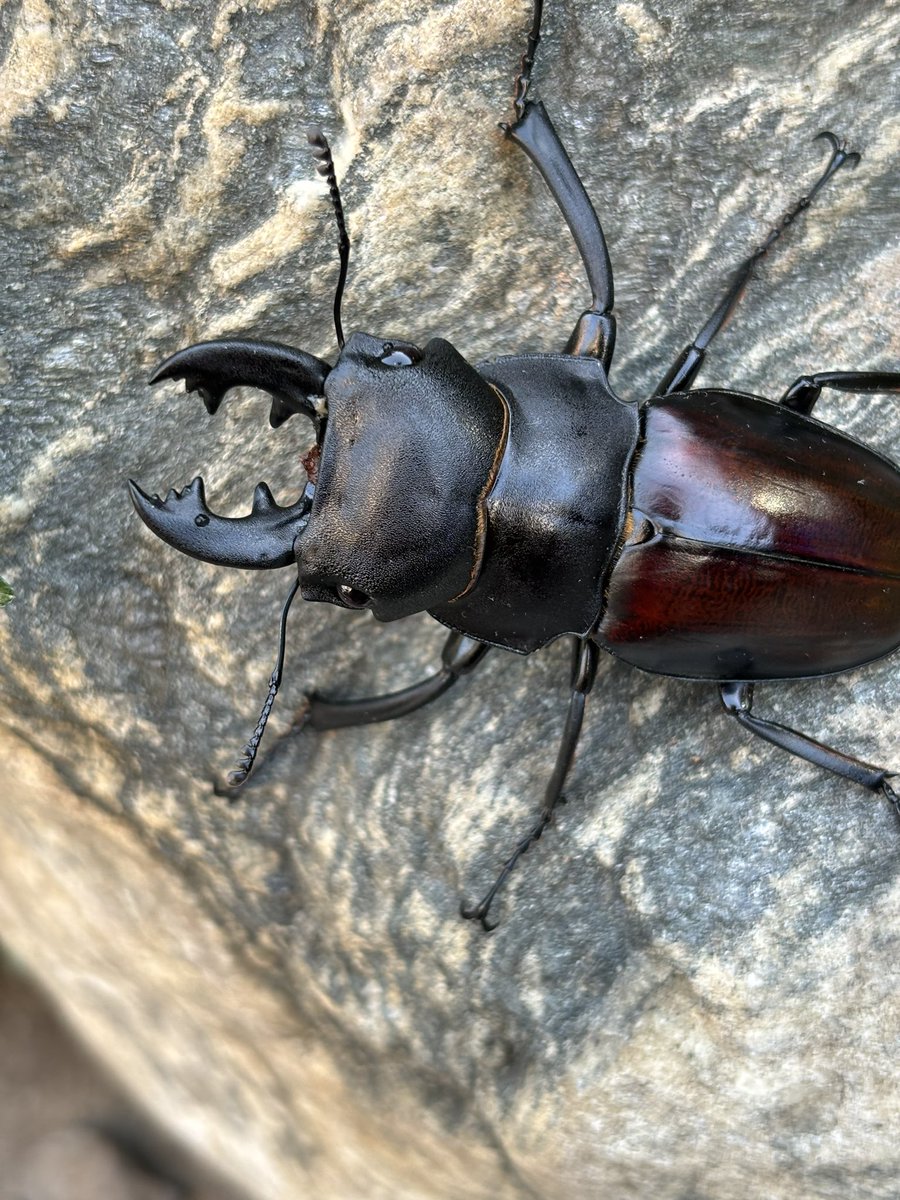 奇虫飼育者 tweet media