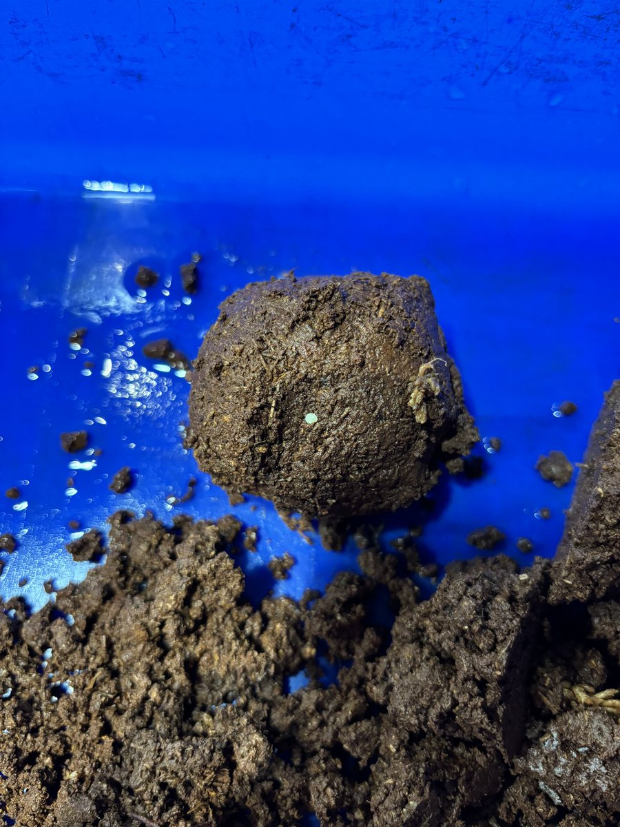 奇虫飼育者 tweet media