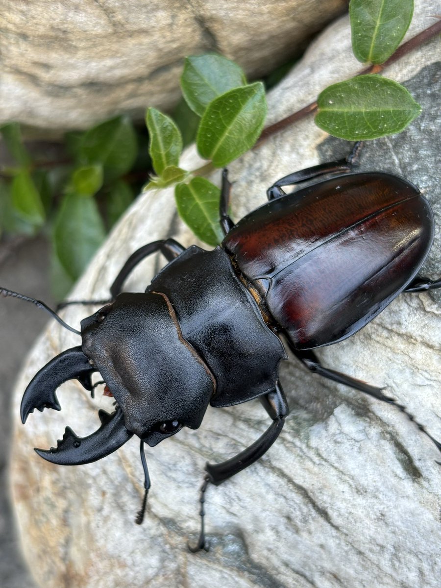 奇虫飼育者 tweet media