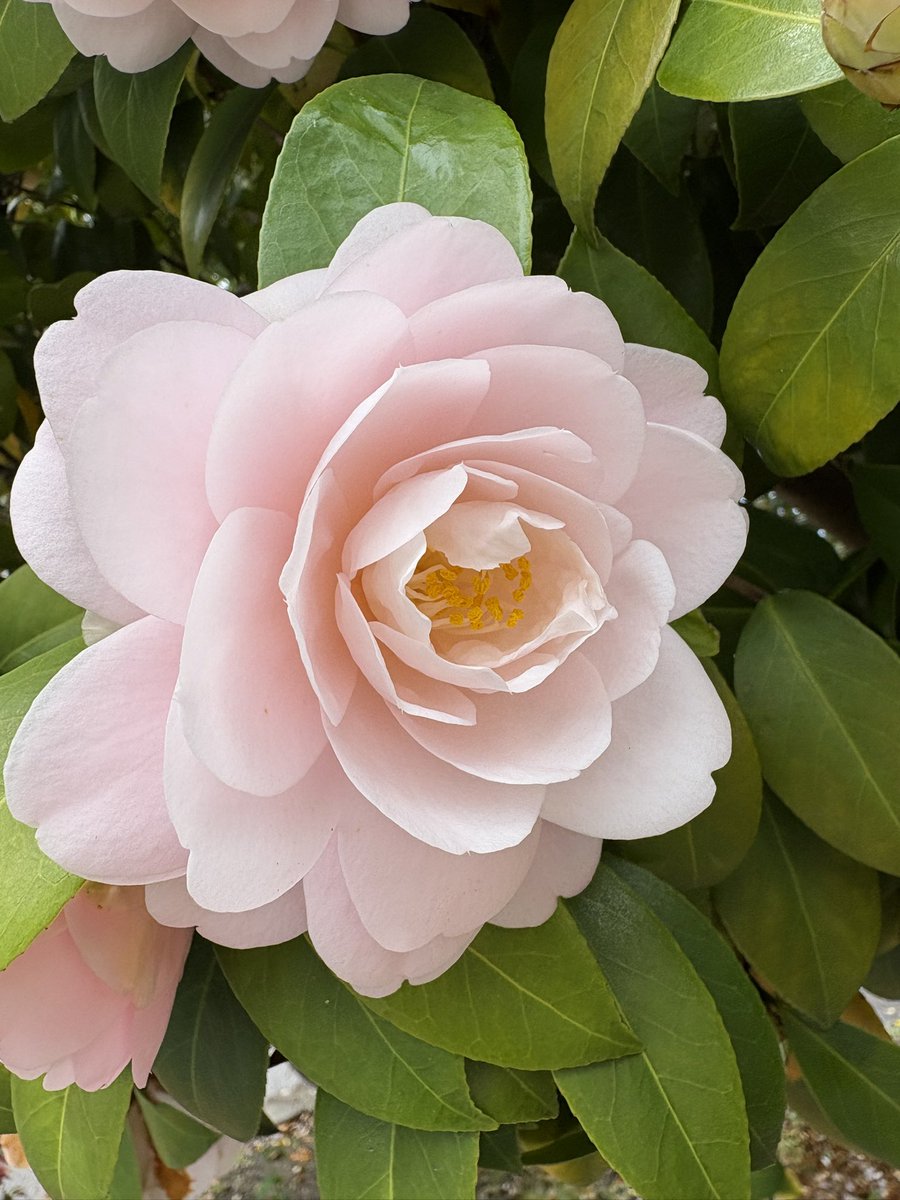 げんぼくしいたけ🍄 tweet media