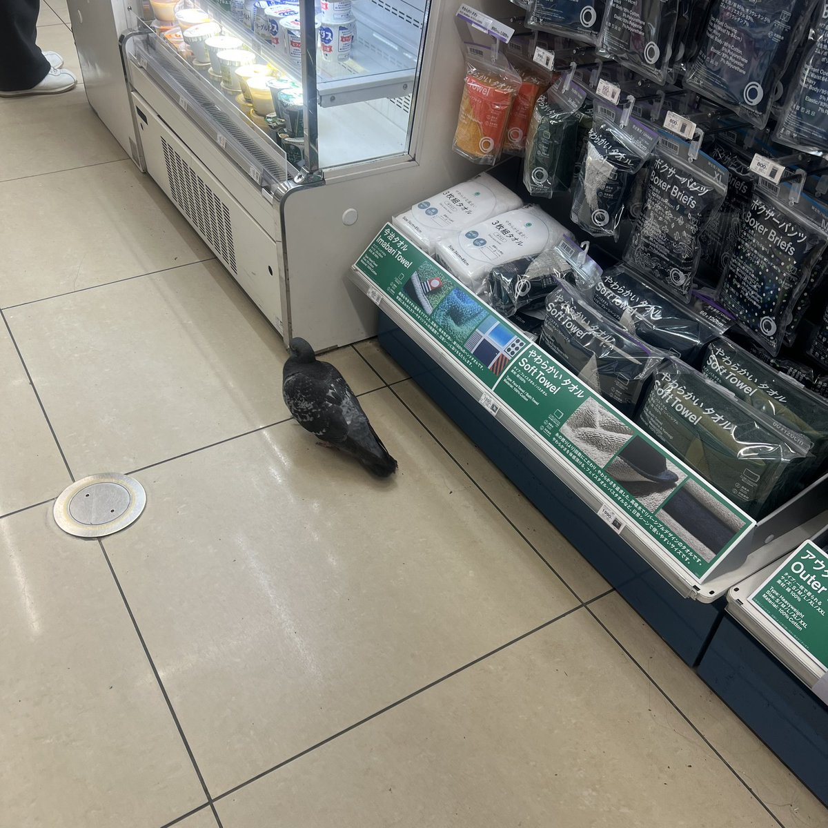 かすみ_u tweet media