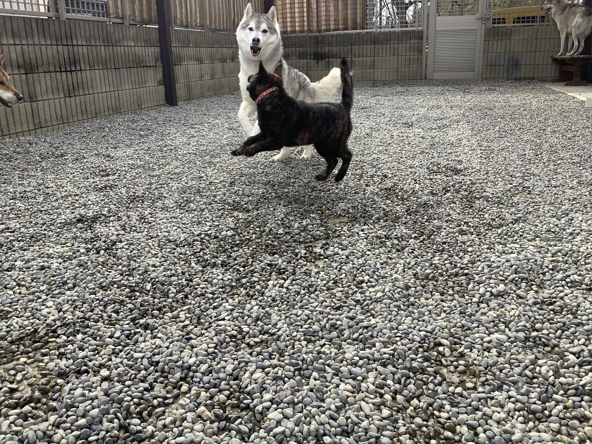 フェイスフルドッグ tweet media