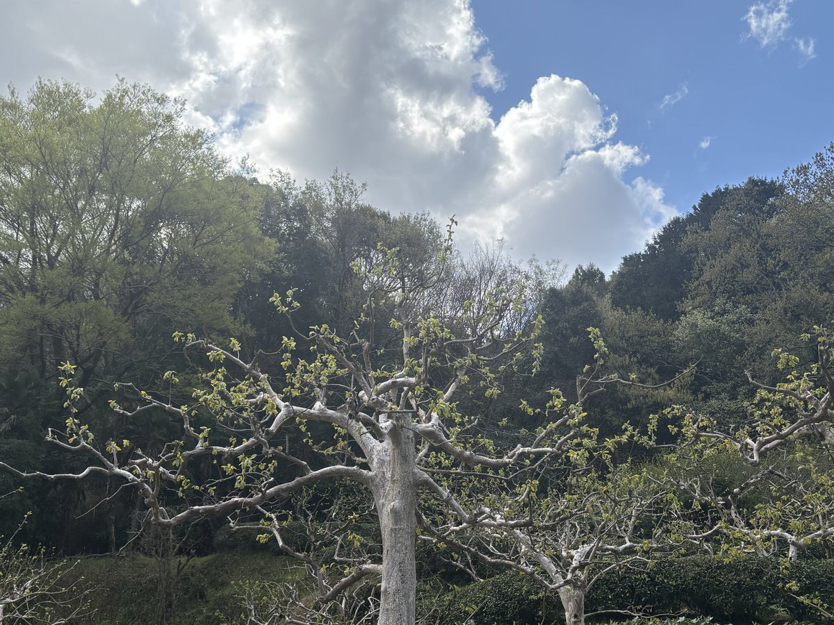 伊豆色 tweet media