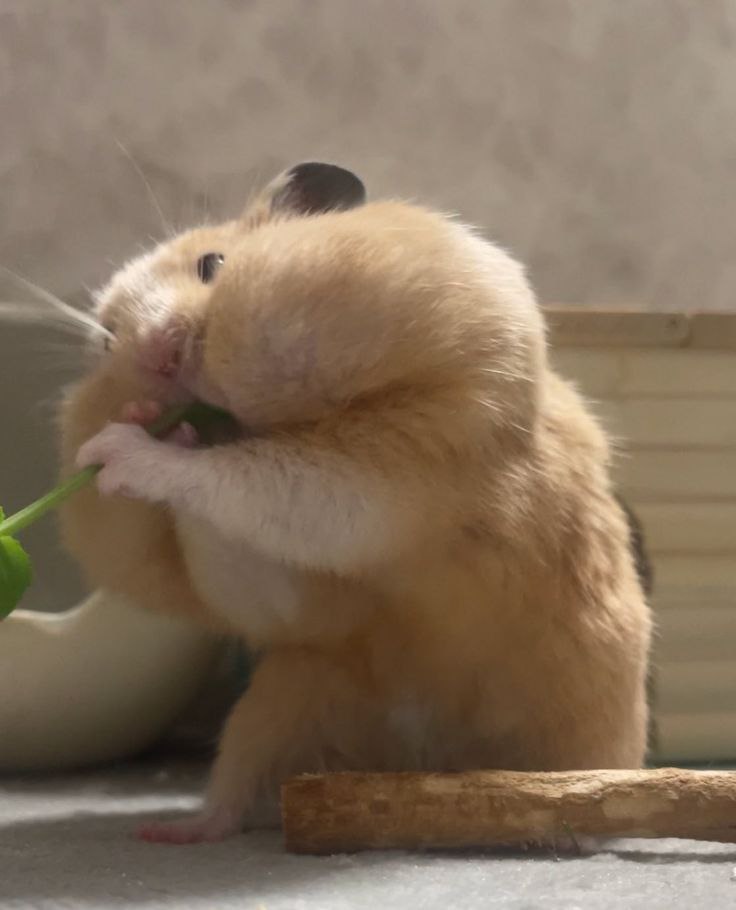 Tweets Of Hamster tweet media