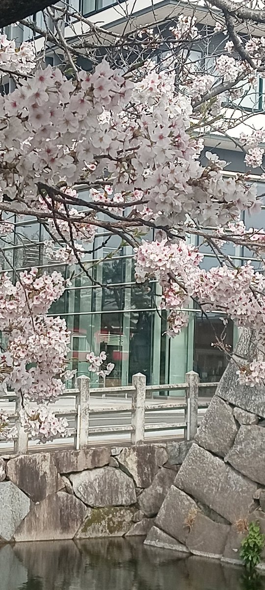 mi7ka24's tweet photo. 午前中精神科に相談しに行ったら内科受診を勧めれた
行ける時間あったけど午後に予定が詰まってるため行くなら来週になった　
……え？まだ週明けだって？
���ヤイヤ今週バタバタなのよね
オマケ→今日精神科行ってる時に見かけた桜 https://t.co/i1ai8bBhDj