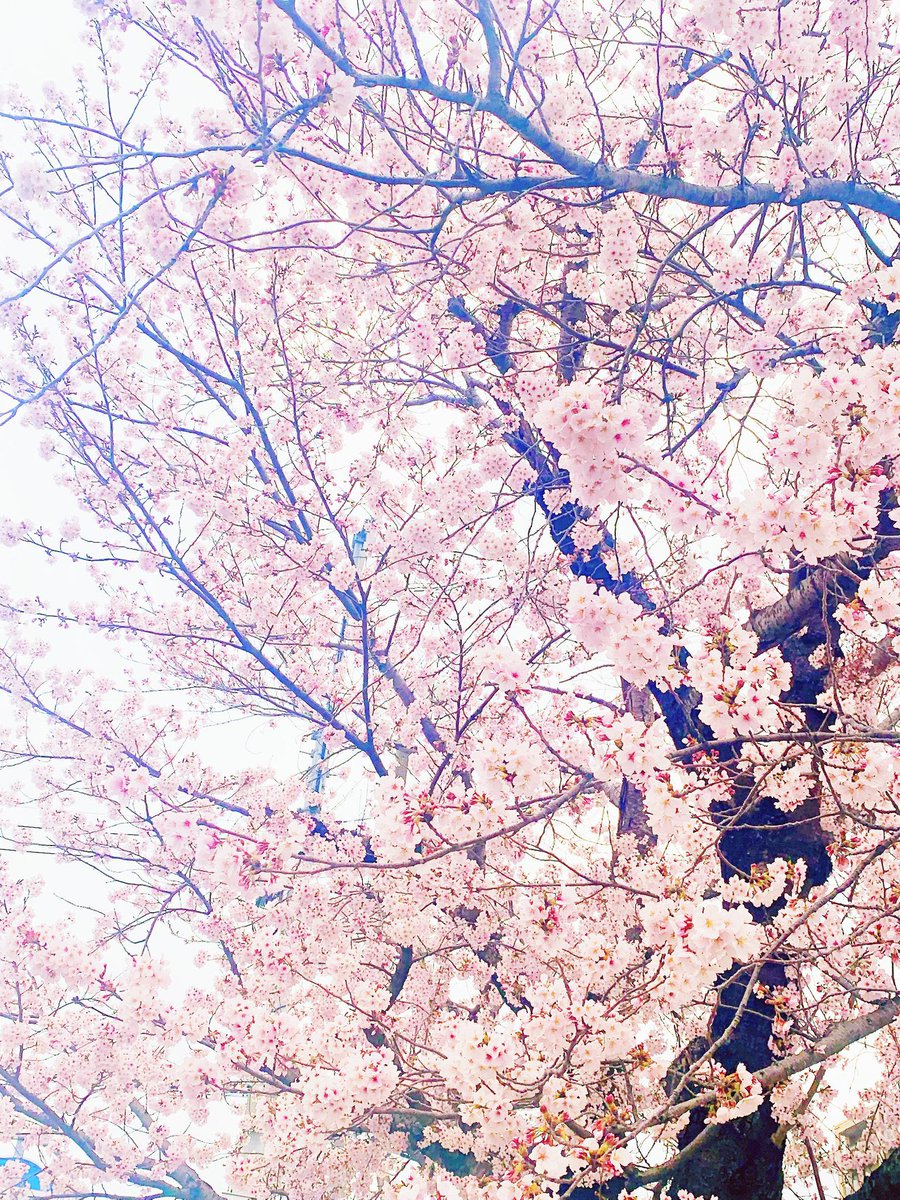 くおれ tweet media