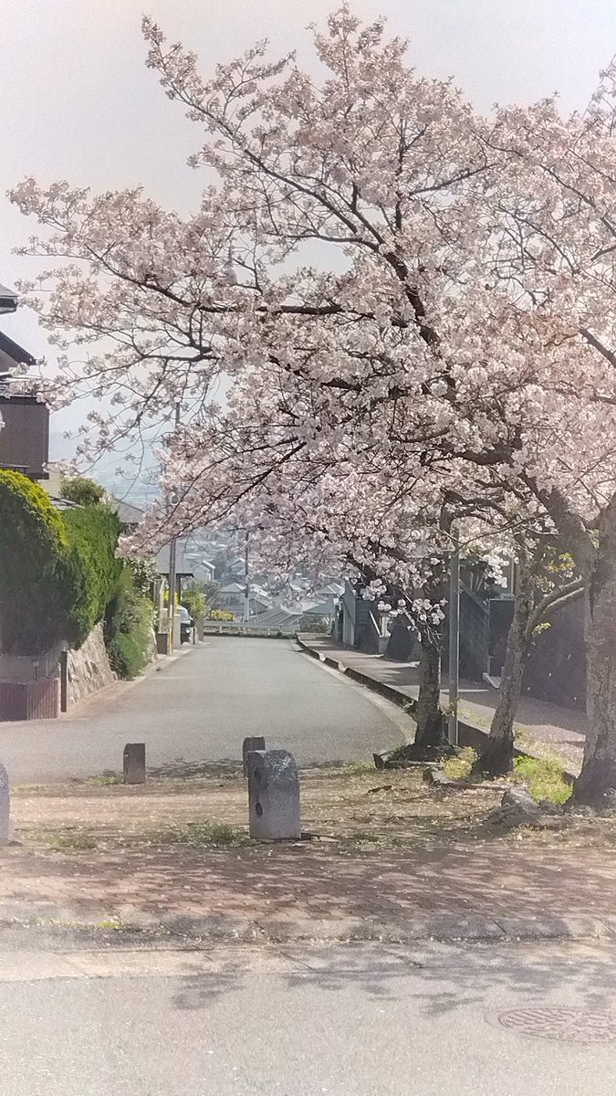 <a href="/EOZE3JWnXJ8900/">ちびちゃんﾎｲ📸</a> こんにちは😃
桜の入学式なりましたか？
近所の桜です福岡。