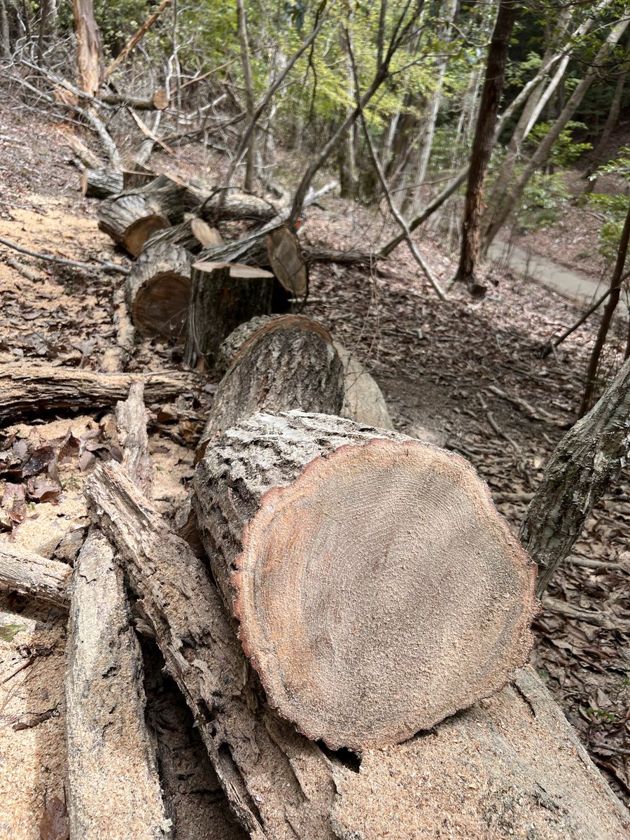 びーん tweet media