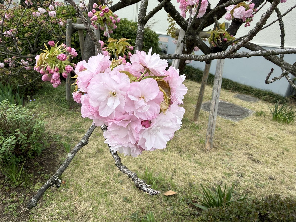 さとうさき tweet media