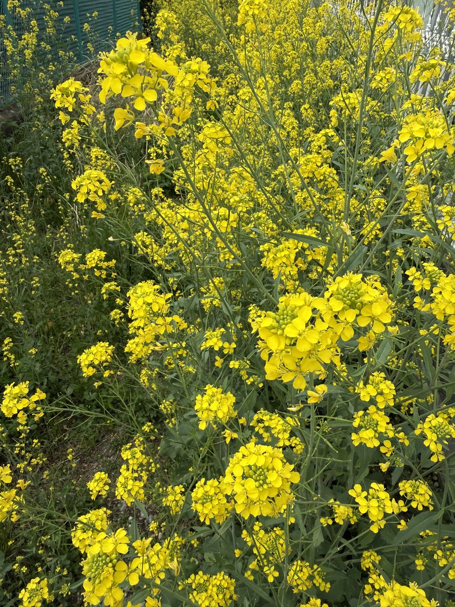 さとうさき tweet media