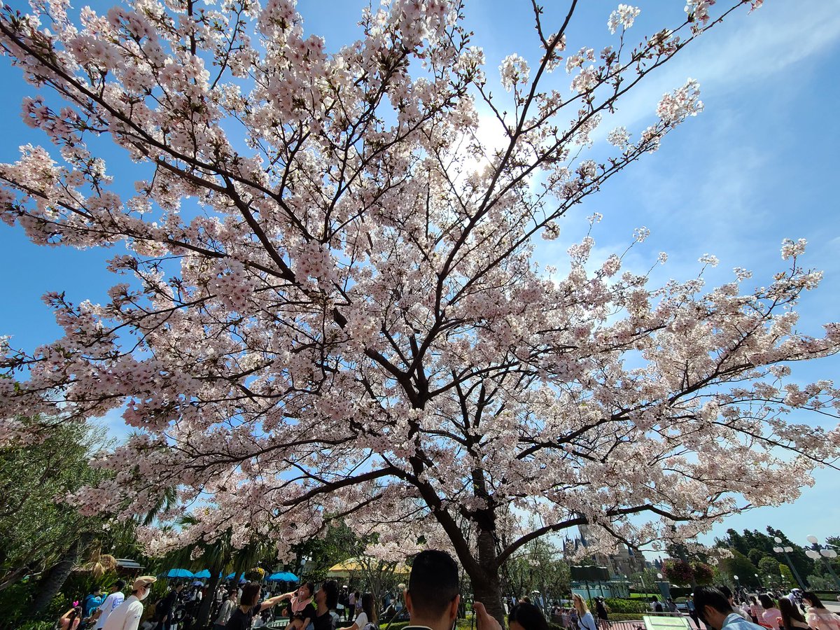 フォーナ.のDreamメモリー🏰 tweet media