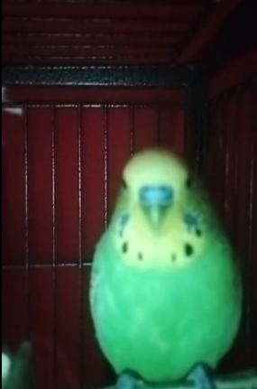 Icepopyum8's tweet photo. #bird https://t.co/Cb2iTEa8ao