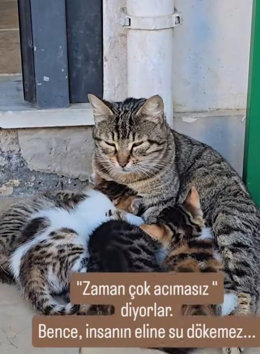 kedi tweet media