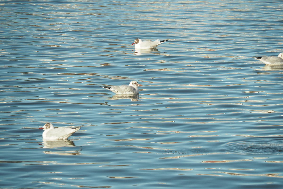 書籍「鳥になるのはどんな感じ？」担当アカウント tweet media