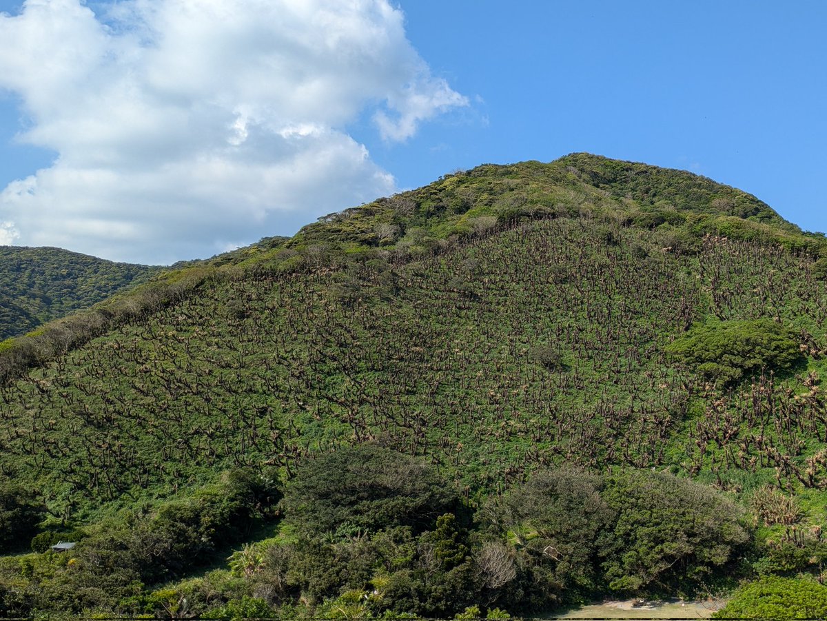 湖畔ノ森 tweet media