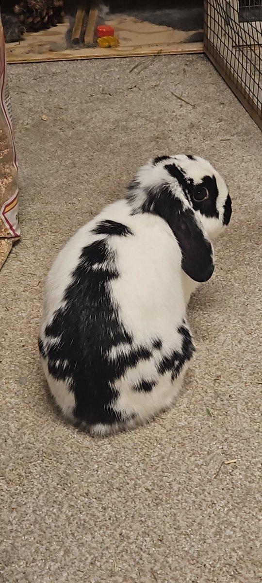 Daily bun no. 716. A curious bun exploring his habitat.  🐇
