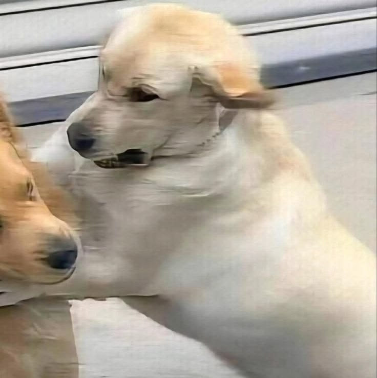 OLG Lied tweet media