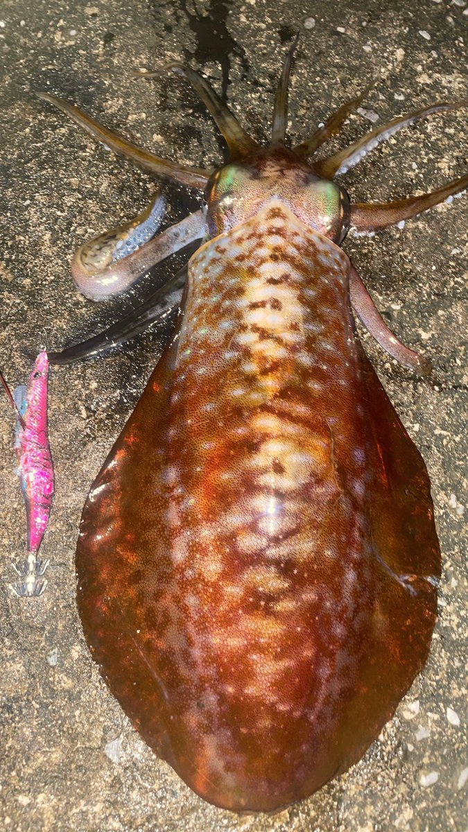 黒猫はち tweet media