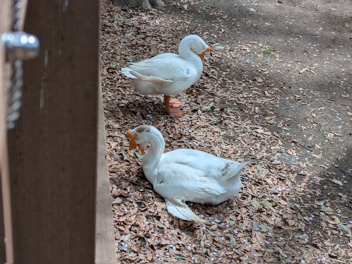 陽神 龍【左投げ転向13ヶ月ボウラー】 tweet media