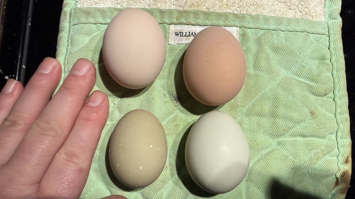 Verisimilitude tweet media